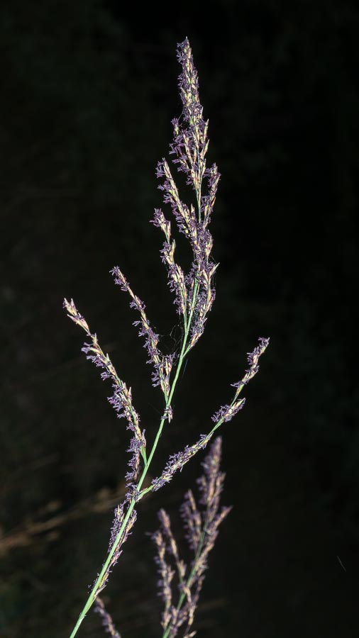 Seconda Poacea in Appennino - Molinia arundinacea